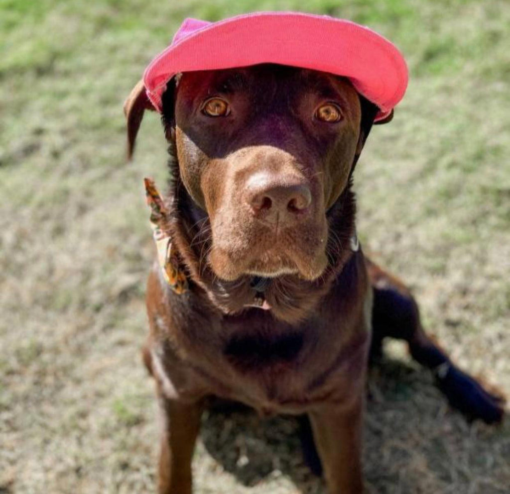 Hundekappe Pink – Sonnenschutz für Hunde