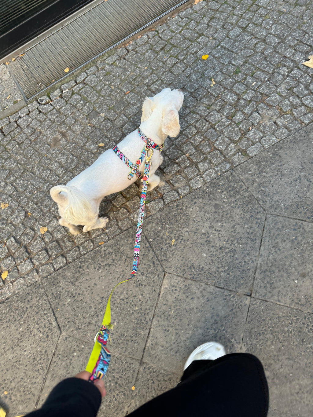 Hundegeschirr Ethnic-Vibrance