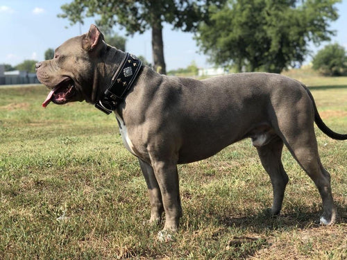 Bestia „Aztec“ Schwarzes Hundehalsband