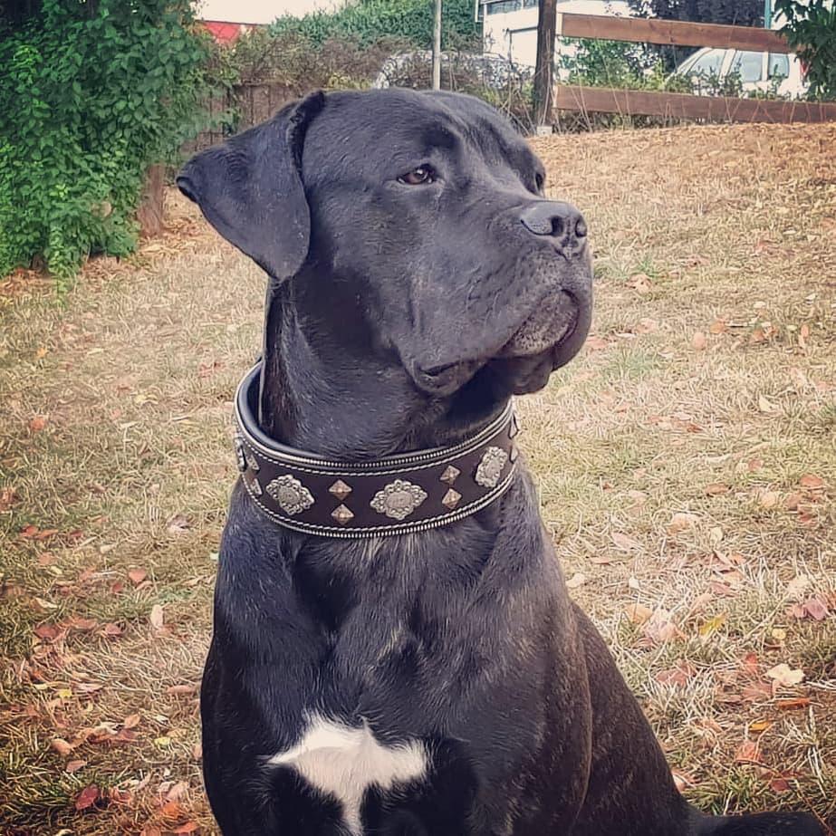 Bestia „Aztec“ Schwarzes Hundehalsband