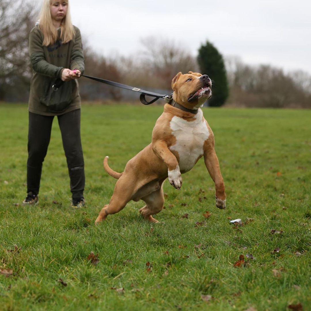Bestia Dog Sport Doppelgriff-Leine Schwarz
