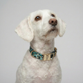 Halsband Aqua Camo – Woofy Hund