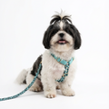 Hundegeschirr Aqua-Camo – Woofy Hund