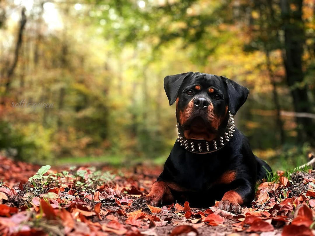 Bestia „Gold Giant“ Hundehalsband